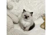 $350 : Ragdoll Kittens For Sale thumbnail