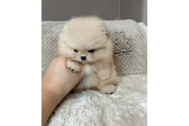 $350 : cachorros de Pomerania image 1