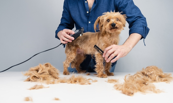 ¿te gustaría trabajar como peluquero de mascotas?