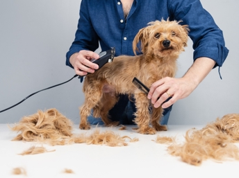 ¿te gustaría trabajar como peluquero de mascotas?