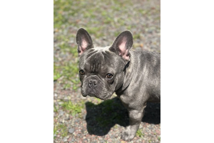 $1500 : French bulldog image 4