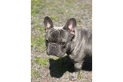 $1500 : French bulldog thumbnail