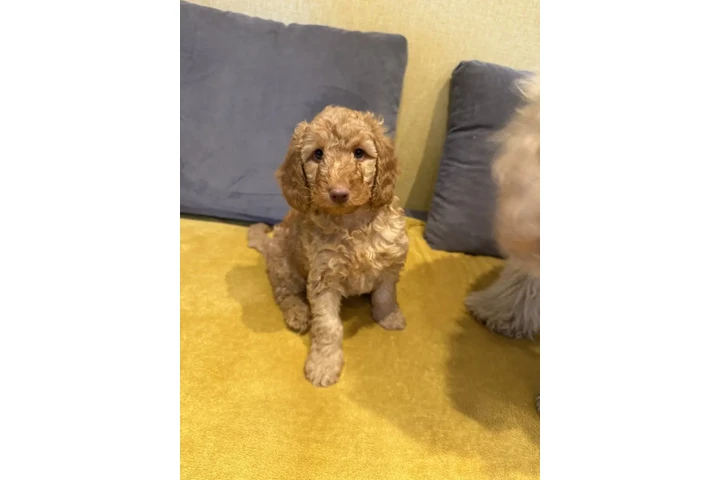 $470 : Adorable Labradoodle Puppies image 1