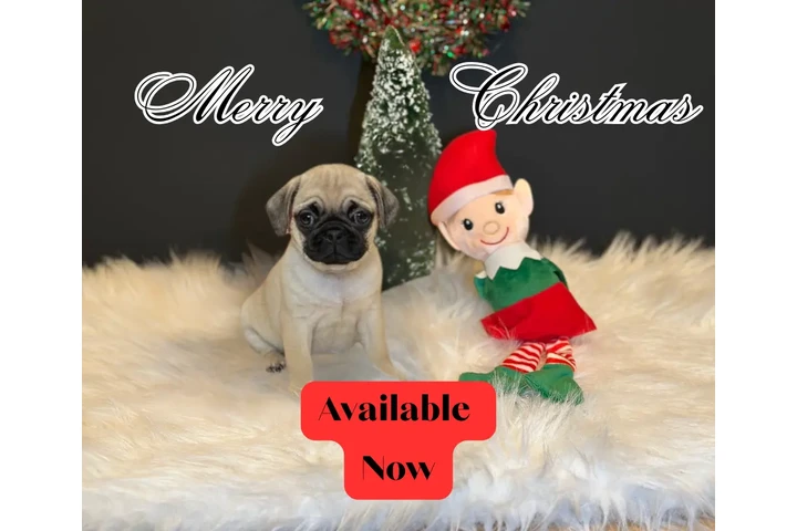 $500 : Cachorritos/ perritos image 1