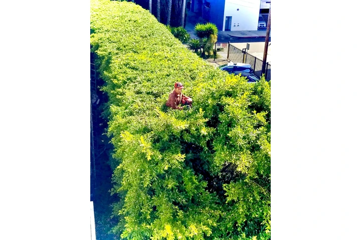 Tree Service and Maintenance image 3