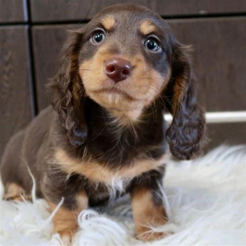 $600 : Adorables cachorros Dachshund% image 3