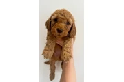 $250 : F1 Cockapoos Available thumbnail