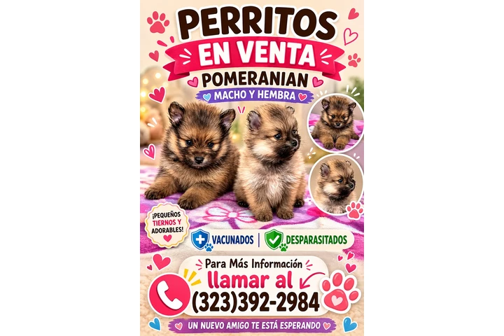 🐶 PERRITOS EN VENTA 🐶 image 1