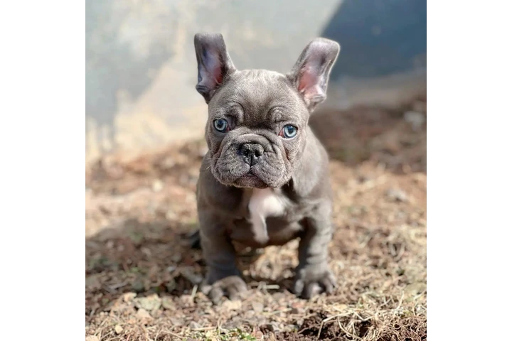 Fluffy Frenchies puppies image 1