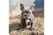 Fluffy Frenchies puppies en Palm Springs