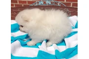 $300 : Teacup Pomeranians Ready thumbnail