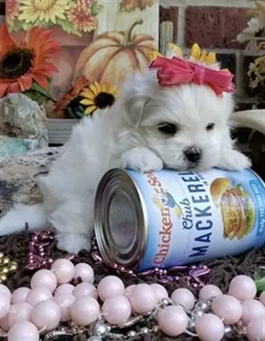 $350 : Maltese puppies for adoption image 1