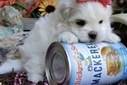 Maltese puppies for adoption en Brownsville