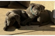 $150 : Lab mix puppies thumbnail