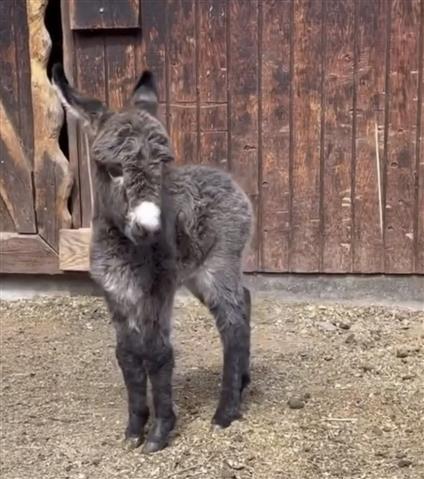 $600 : Donkey for sale in Texas image 2