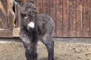 $600 : Donkey for sale in Texas thumbnail