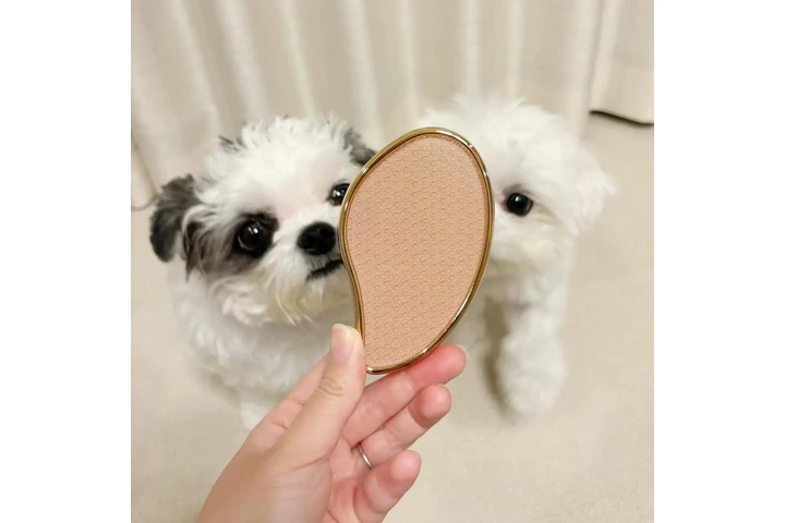 $400 : Gorgeous Malteses Puppies image 3