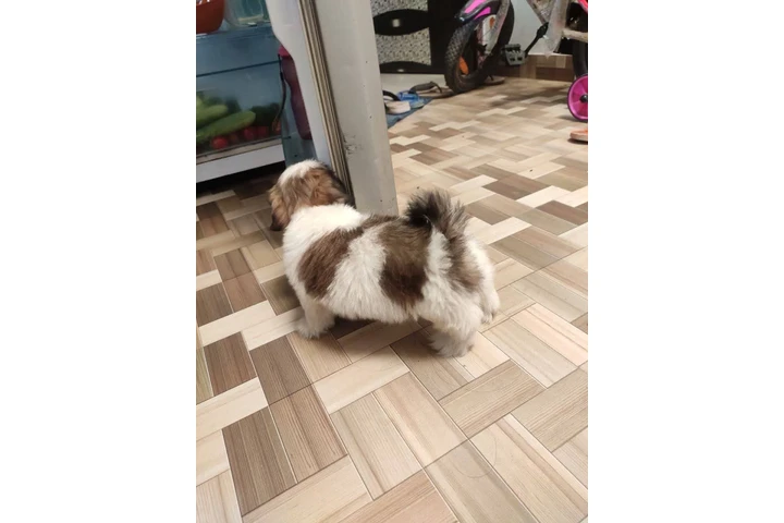 $350 : SHIHTZU image 2