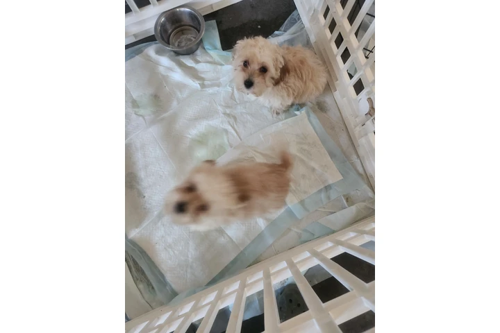 Cachorros en adopcion image 2