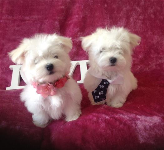 Cute Maltese puppies image 2