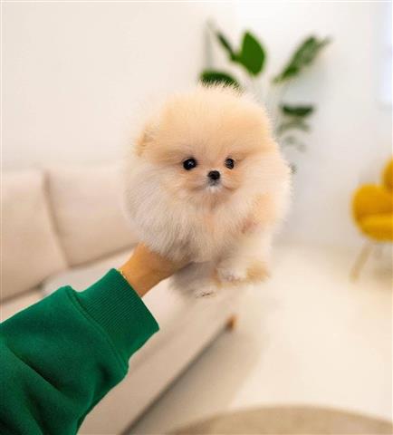 $250 : Cachorro Pomerania image 2