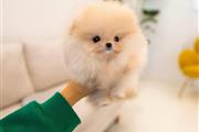 $250 : Cachorro Pomerania thumbnail