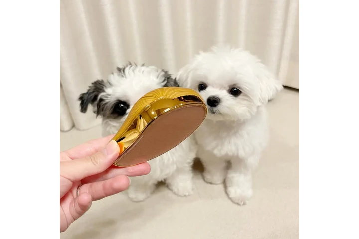 $400 : Gorgeous Malteses Puppies image 2