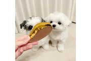 $400 : Gorgeous Malteses Puppies thumbnail