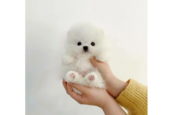 $300 : Pomeranian puppies and French image 1