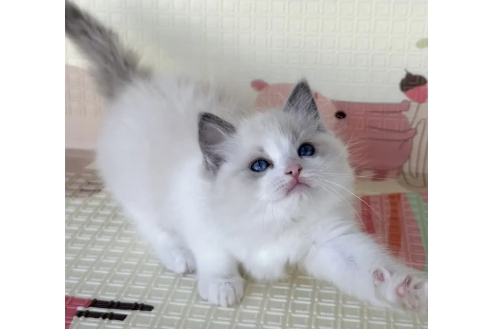 $310 : Ragdoll Kittens For Sale image 2