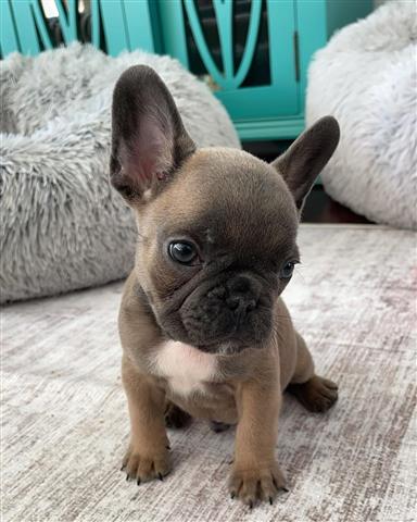 $410 : French  bulldog puppy for sale image 2