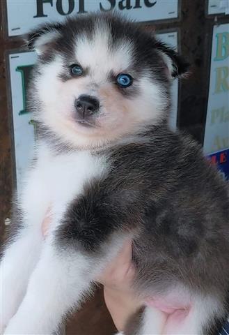 $500 : Siberian Husky Puppies image 4