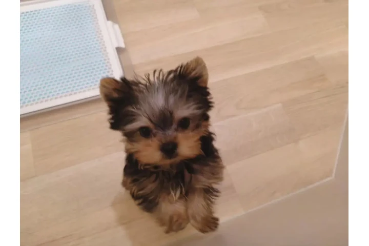 $350 : Cachorro de Yorkshire Terrier image 1