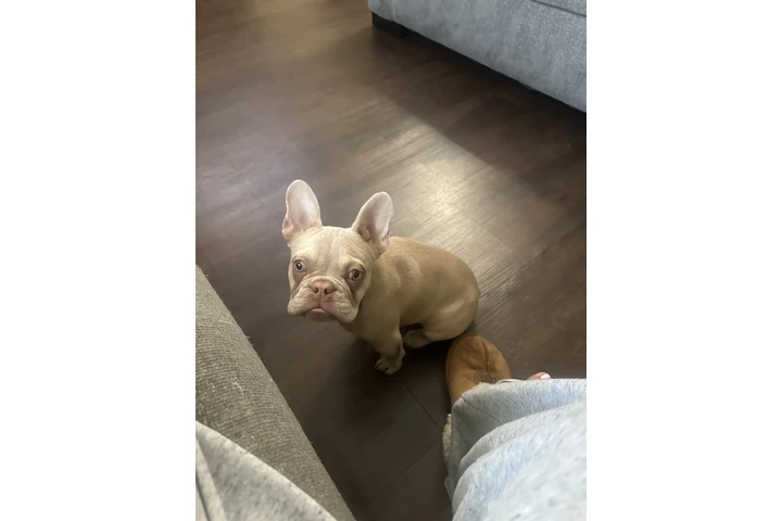 $2500 : Frenchie female image 5