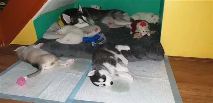 $400 : female Siberian Husky puppies image 2