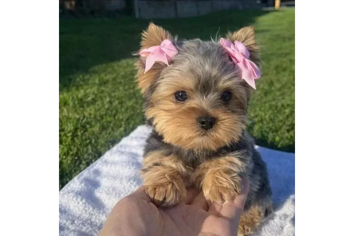 $350 : Yorkshire terrier miniatura image 3
