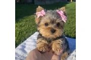 $350 : Yorkshire terrier miniatura thumbnail