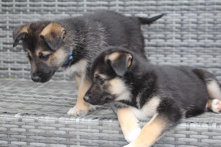 $500 : German shepherd puppy for sale image 2