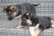 $500 : German shepherd puppy for sale thumbnail