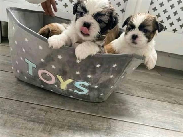 $500 : Amazing shih tzu puppies image 2