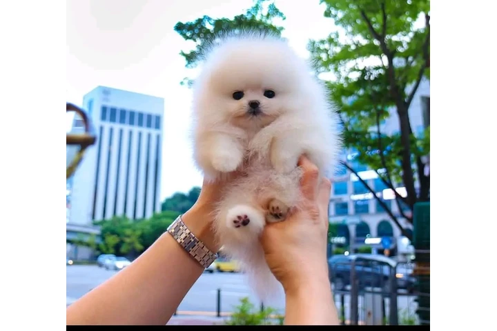 $350 : French bulldog and Pomeranian image 2