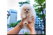 $350 : French bulldog and Pomeranian thumbnail