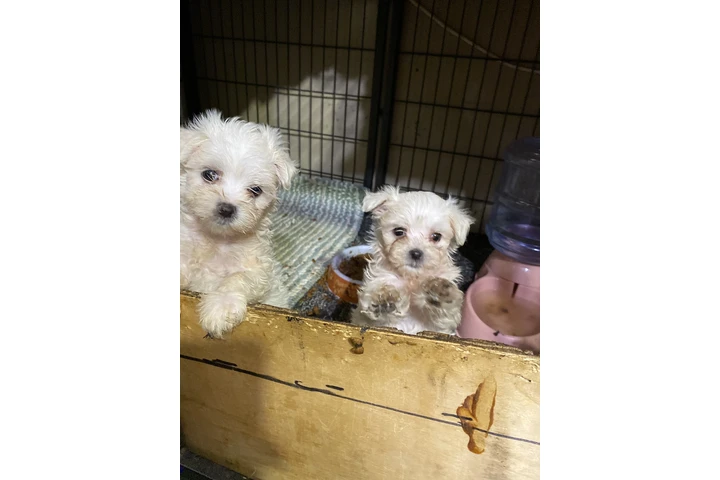 $500 : PERRITOS  DE RAZA MALTES AKC image 3