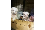 $500 : PERRITOS  DE RAZA MALTES AKC thumbnail