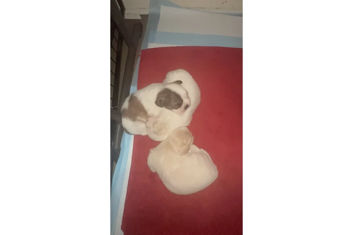 $1500 : Shitzu image 1