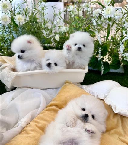 $300 : TWO Pom PUPPIES image 1