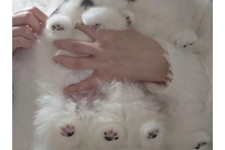 $350 : POMERANIA de Navidad image 1