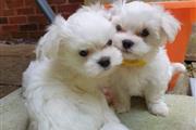 $500 : Maltese puppies for sale thumbnail