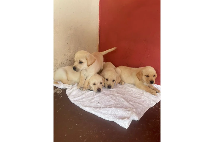 $500 : Cachorros Labradores Amarillos image 3