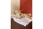 $500 : Cachorros Labradores Amarillos thumbnail